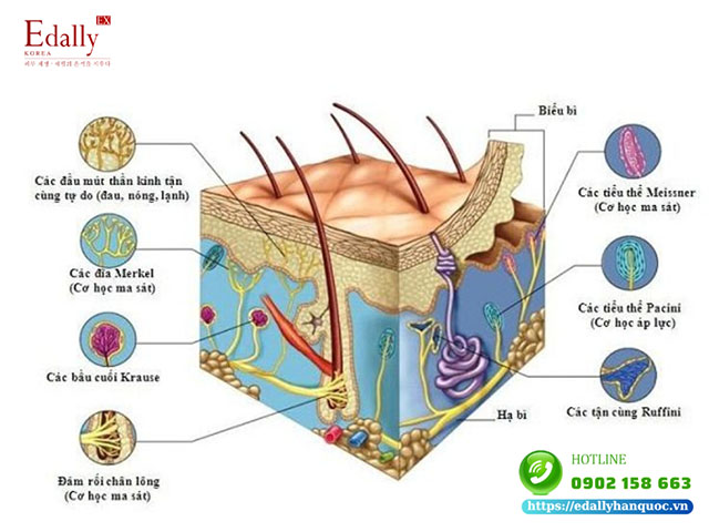 Lốp Bi Là Gì? Gallery 1