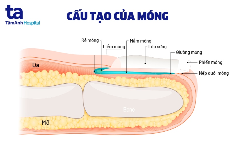 Mầm móng là gì? Định nghĩa, cấu tạo và chức năng của mầm móng Gallery 1
