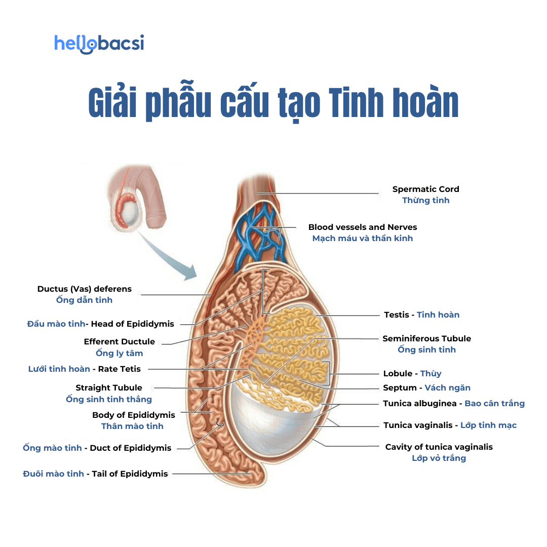 Mào tinh hoàn là gì? Gallery 1