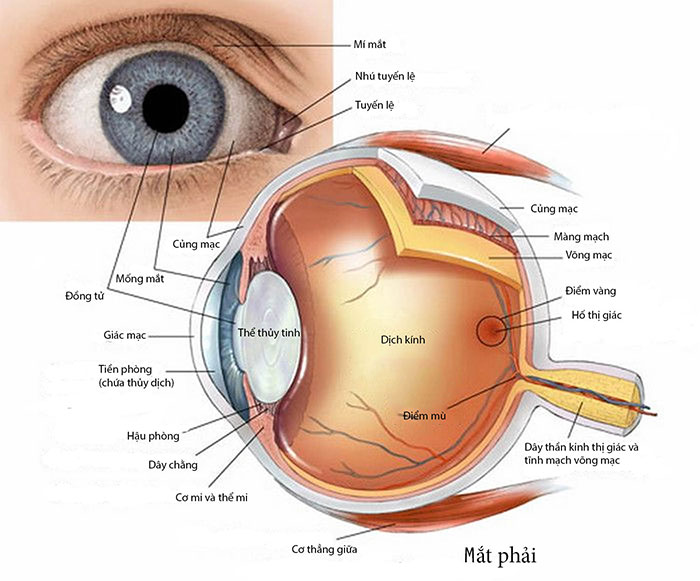 Cấu tạo của mắt