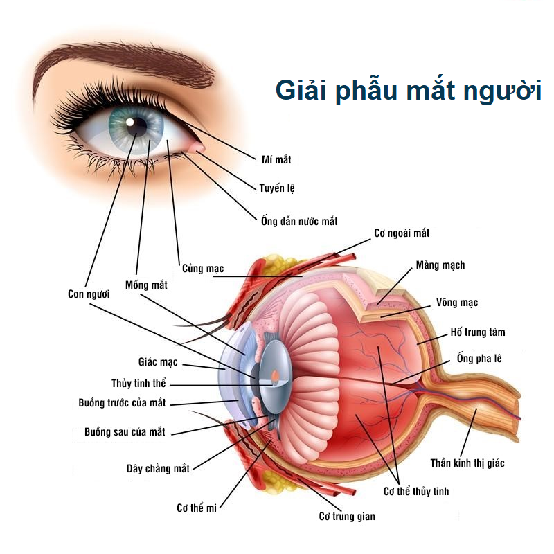 Cấu tạo của mắt Gallery 2