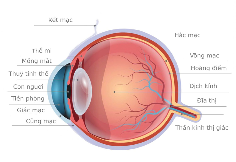 Cấu tạo và chức năng của mắt Gallery 1
