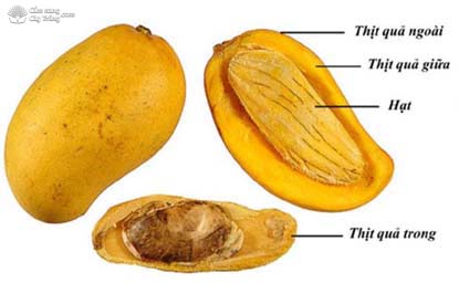 Cấu tạo quả xoài