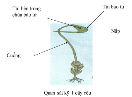 Rế là gì? Gallery 1