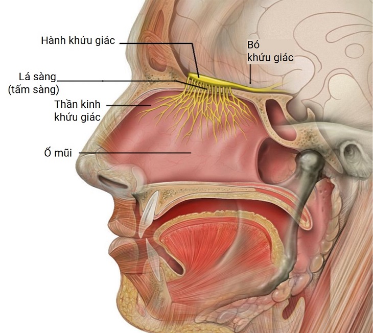 Sống Mũi Là Gì? Gallery 1