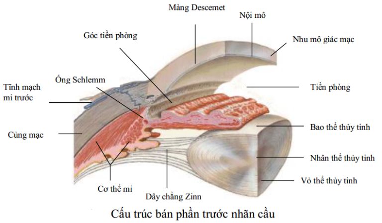 Thủy tinh thể là gì? Gallery 1