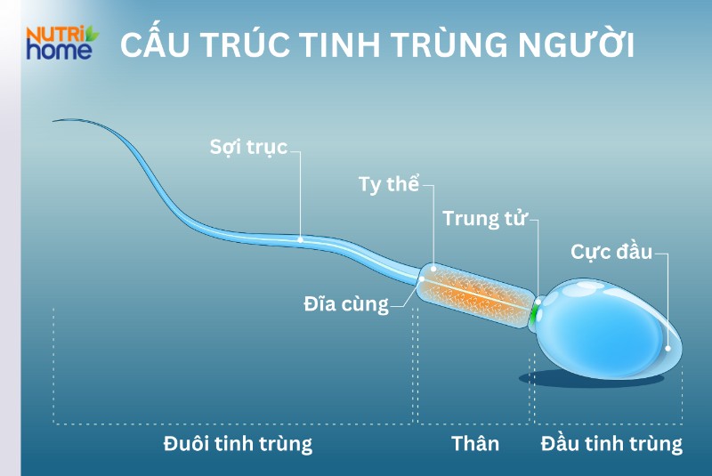 Tinh Trùng Là Gì? Gallery 1