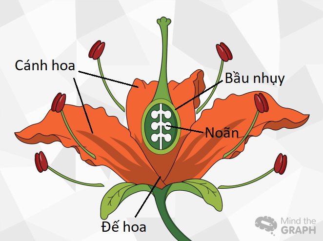Cấu tạo quả dâu tây