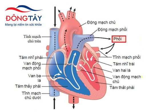 Tim có mấy ngăn? Thả thính cực chất! Gallery 1