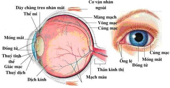 Cấu tạo của mắt vật lý 9 Gallery 2