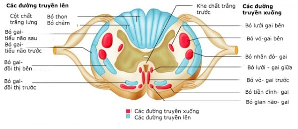 Chất Xám Là Gì? Gallery 1