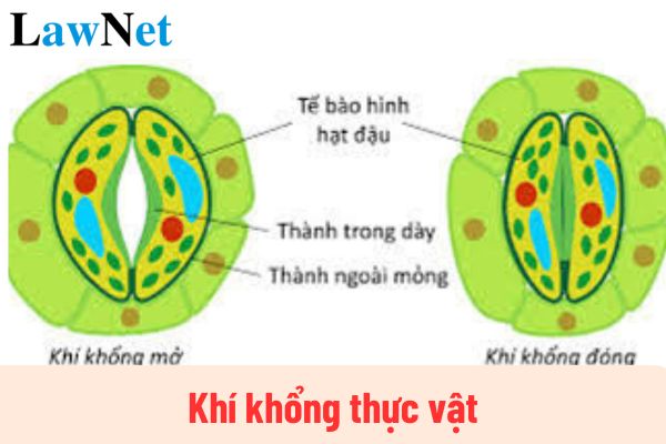 Lỗ Tai Cây Nghĩa Là Gì? Gallery 1