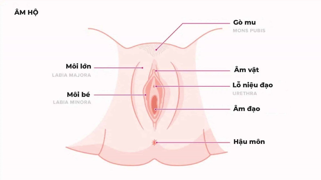 Lỗ nhị là gì? Gallery 1