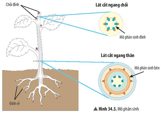 Mô Phân Sinh Đỉnh: Định Nghĩa, Chức Năng và Vai Trò Gallery 1