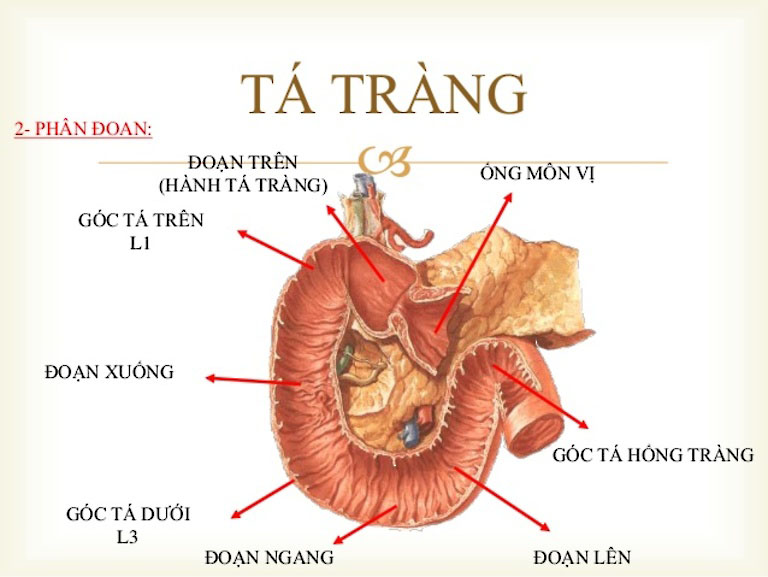 Hành Tá Tràng Nằm Ở Đâu? Gallery 1