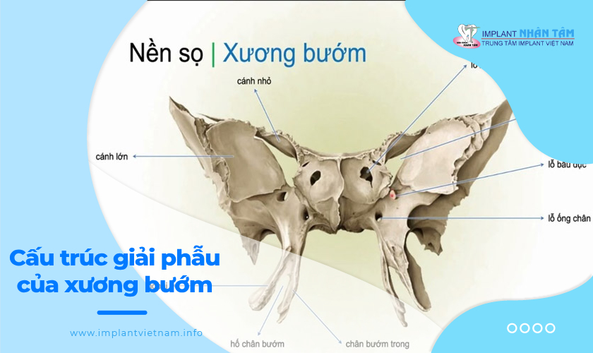 Xương bướm nằm ở đâu? Gallery 1