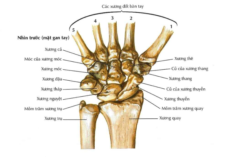 Cấu tạo bàn tay người Gallery 1