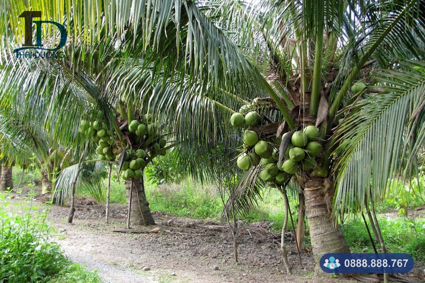 Thân cây dừa như thế nào? Gallery 2