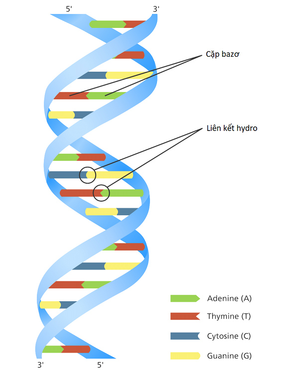 DNA và ADN: Sự khác biệt và điểm tương đồng Gallery 1