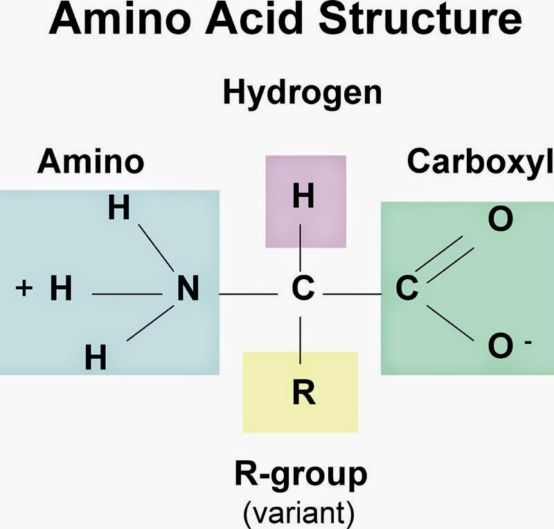 Amino Acids Là Gì? Gallery 1