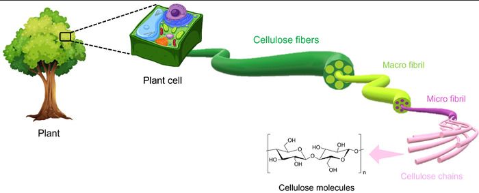Cellulose là chất gì? Gallery 1