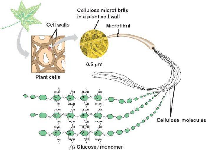 Cellulose là đường gì? Gallery 1