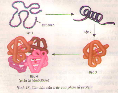 Đặc Điểm Của Protein Gallery 1