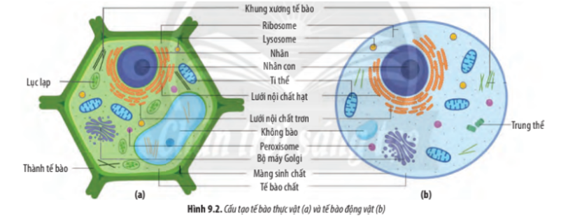 Sự Khác Biệt Giữa Tế Bào Động Vật Và Tế Bào Thực Vật Gallery 1
