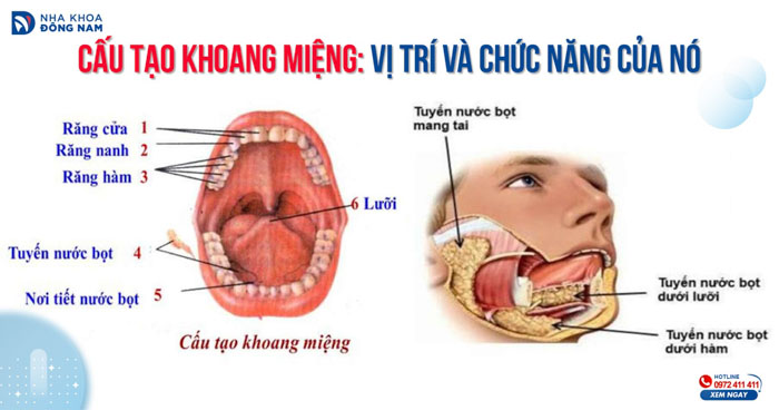 Vòm miệng ở đâu? Gallery 1