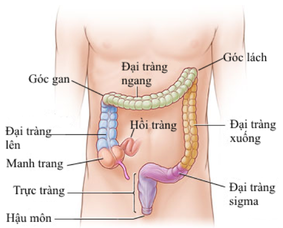 Góc Hồi Manh Tràng là gì? Gallery 1
