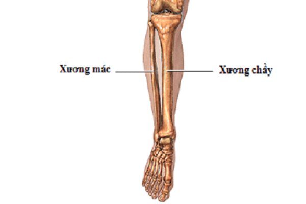 Cấu trúc xương chân