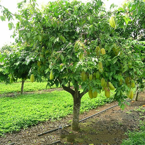 Cây ăn quả ưa bóng râm
