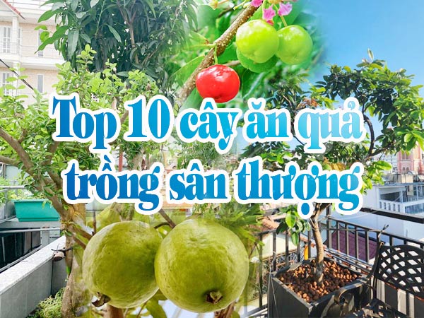Trồng Cây Ăn Trái Sân Thượng: Hướng Dẫn Chi Tiết Từ A-Z