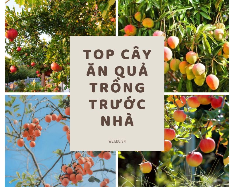 Trồng Cây Ăn Trái Trước Nhà: Lựa Chọn Lý Tưởng Cho Mái Ấm Xanh