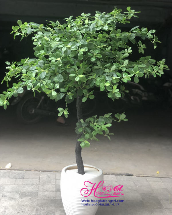 Cây Bàng Ấn Độ