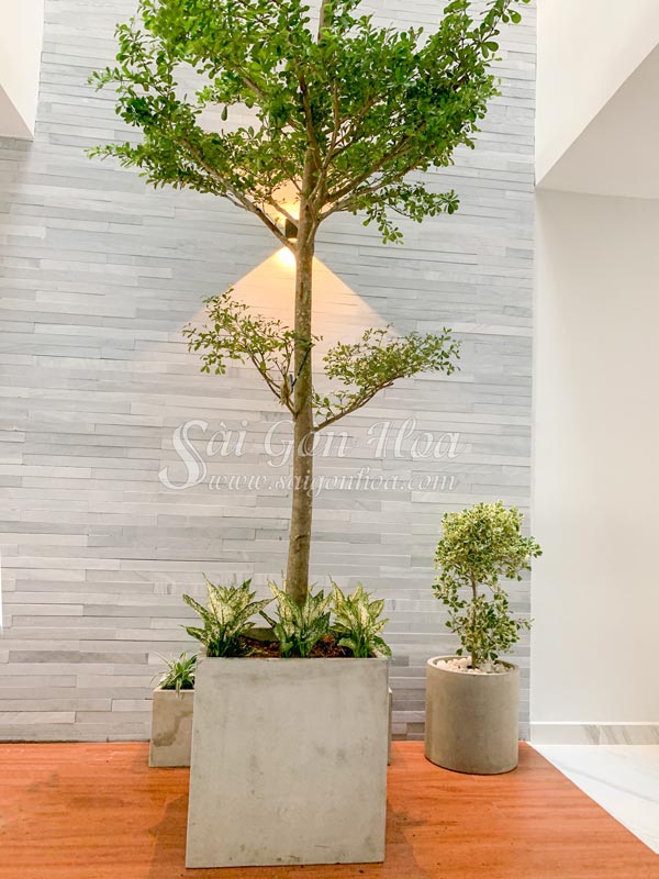 Cây Bàng Lá Nhỏ Trồng Trong Nhà