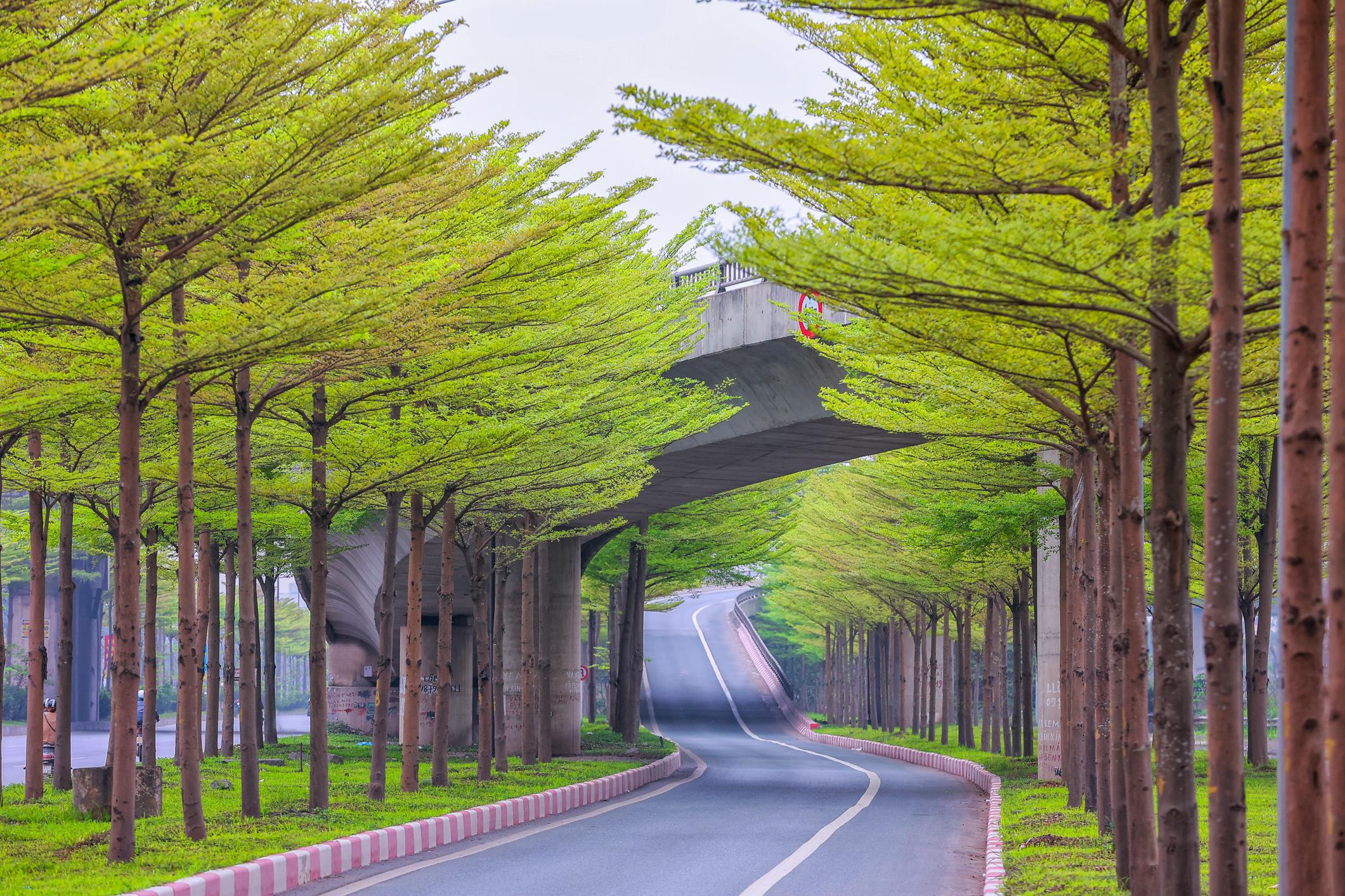 Cây Bàng Nhật Bản