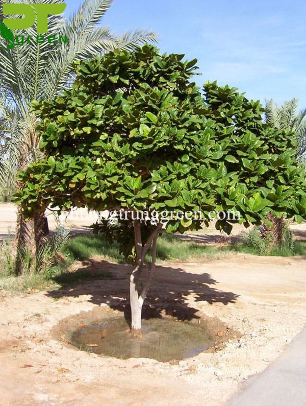 Cây Bàng Rễ Gì?