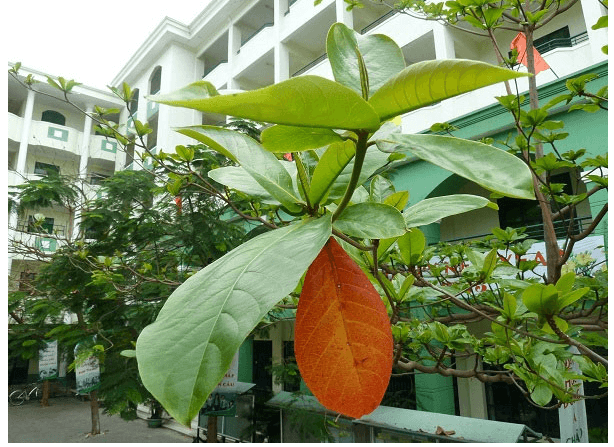 Cây Bàng Trường Em
