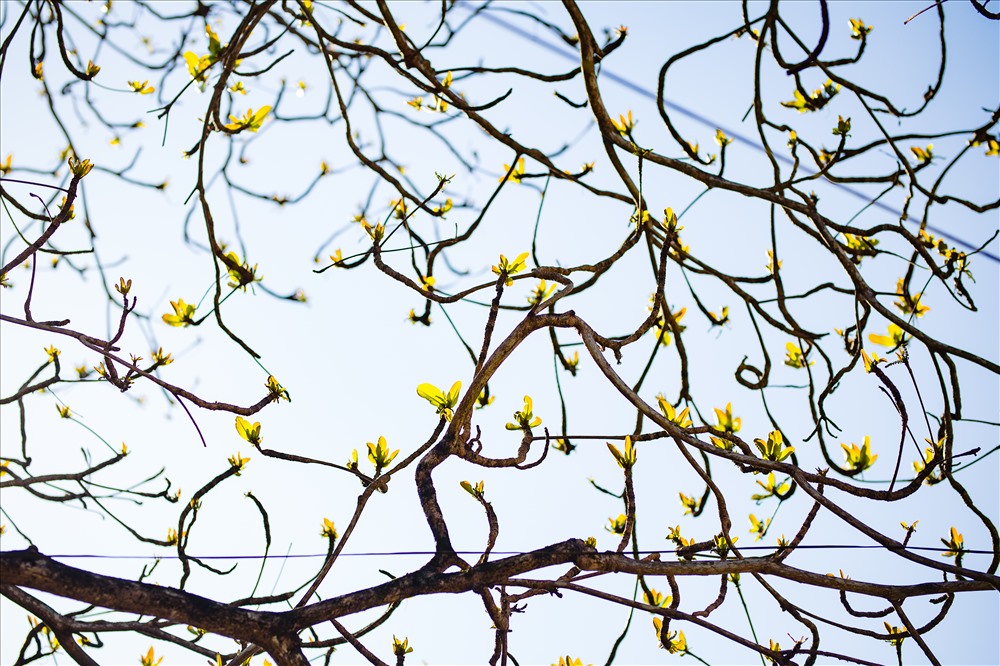 Cây Bàng Vào Mùa Xuân