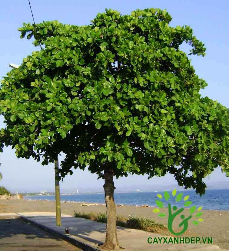 Cây Bàng Việt Nam