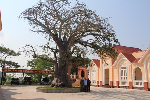 Cây Bao Báp ở Kiên Giang: Khám phá "Cây Đời" kỳ vĩ
