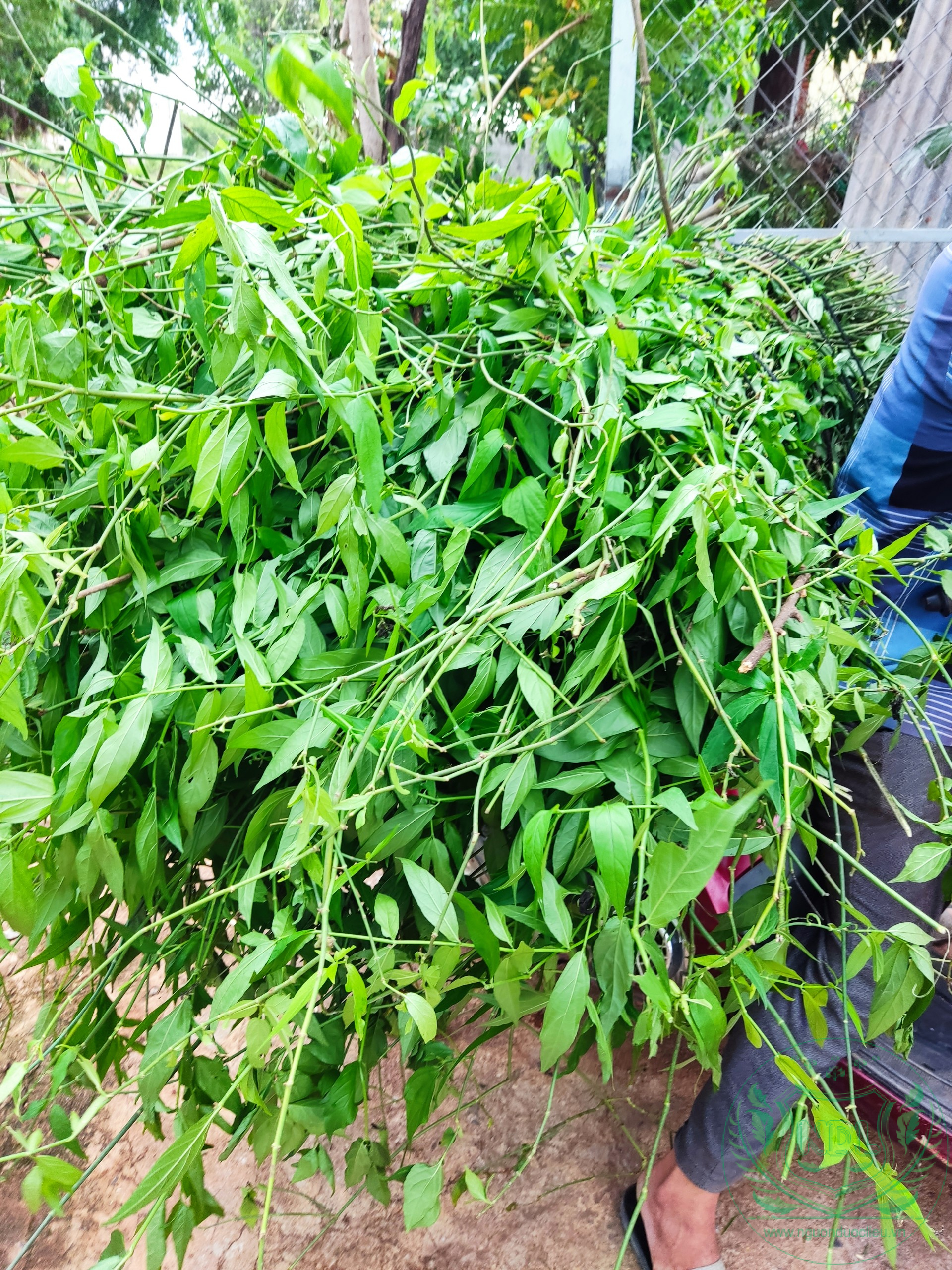 Cây Bìm Bịp Rừng