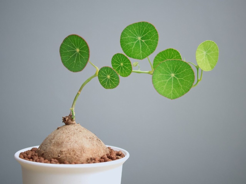 Cây Bình Vôi Có Tác Dụng Gì?