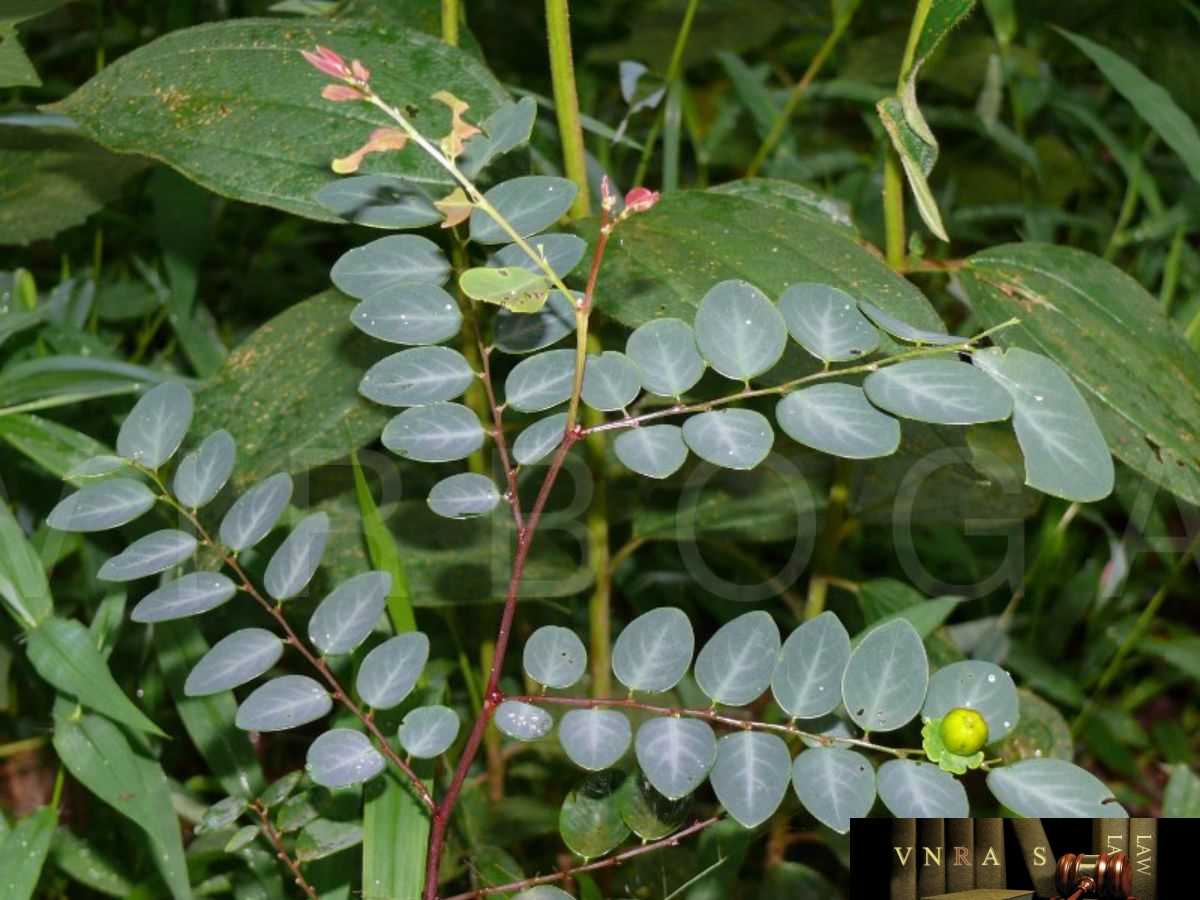 Cây Bồ Câu Vẽ