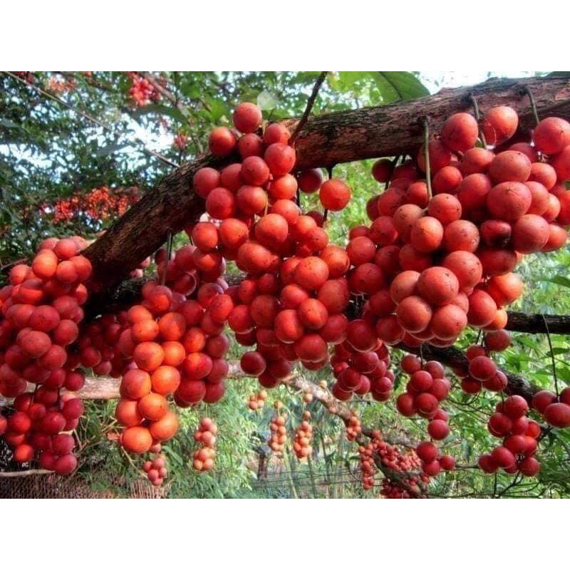 Cây Bòn Bon Đỏ