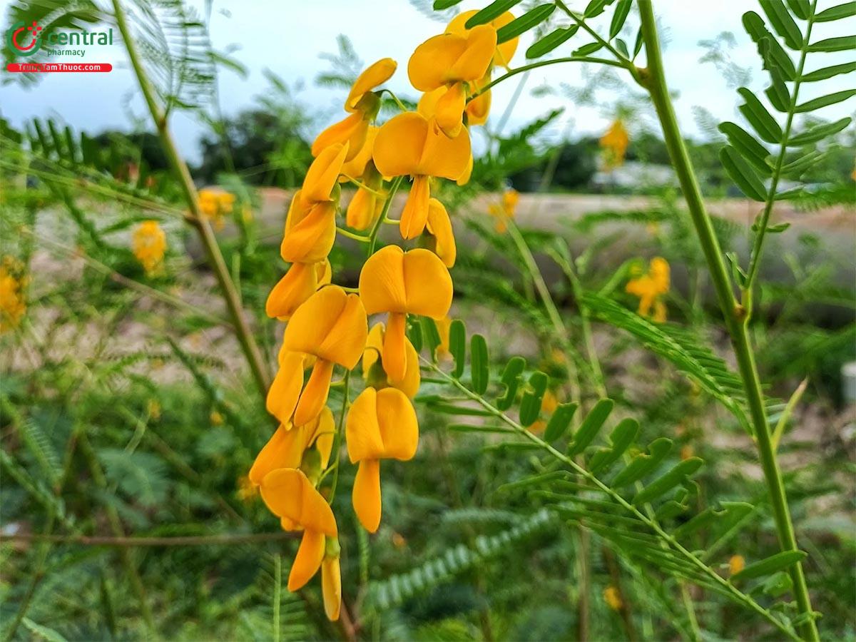 Cây Bông Điện Điện
