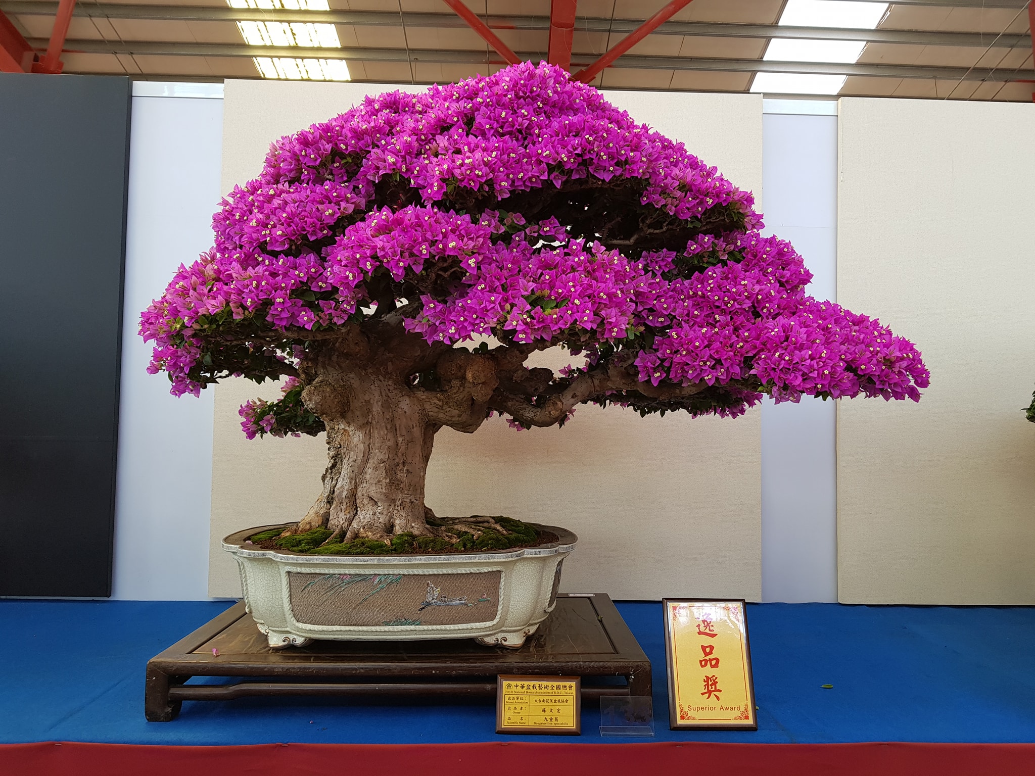 Cây Bông Giấy Đẹp