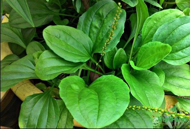 Cây Bông Mã Đề Chữa Bệnh Gì?