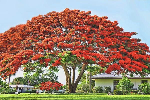 Cây Bóng Mát Đẹp: Tổng hợp những loài cây tạo bóng mát lý tưởng
